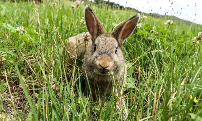 Die Tiere beim Familienurlaub auf dem Bauernhof in Südtirol