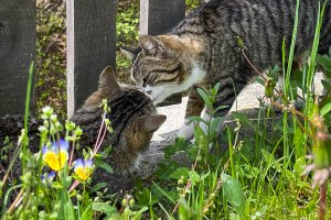 Unsere Katzen Punkt und Streuner