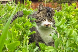 Unsere Katze Punkt