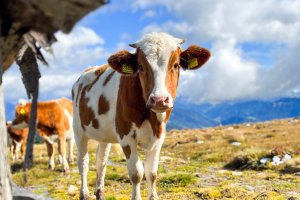 Unsere Kälber auf der Alm