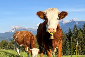 Unsere Kälber auf der Weide