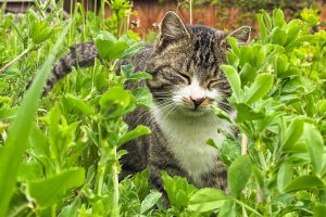 Katze Punkt genießt die Sonne