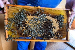 Unsere Bienen sind fleißig am Honigsammeln